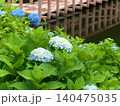里山の水辺に咲く紫陽花 140475035