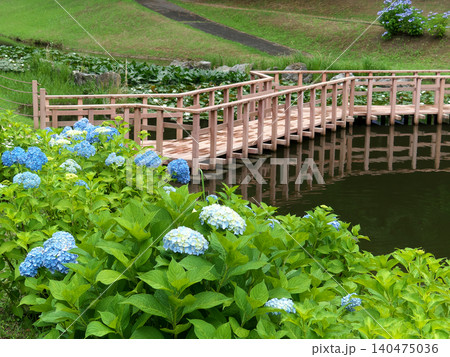 里山の水辺に咲く紫陽花 140475036
