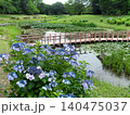 里山の水辺に咲く紫陽花 140475037