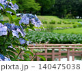 里山の水辺に咲く紫陽花 140475038
