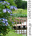 里山の水辺に咲く紫陽花 140475039