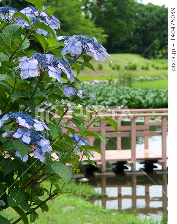 里山の水辺に咲く紫陽花 里山の水辺に咲く紫陽花 140475039