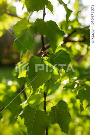 Clusters of vibrant green leaves reflect sunlight, showcasing the freshness of spring in a tranquil garden environment filled with greenery. Clusters of vibrant green leaves reflect sunlight, showcasing the freshness of spring in a tranquil garden environment filled with greenery. 140475075