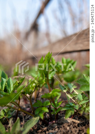 Young green plants are sprouting from rich soil, signifying the arrival of spring in a serene garden setting filled with sunlight and growth. Young green plants are sprouting from rich soil, signifying the arrival of spring in a serene garden setting filled with sunlight and growth. 140475114