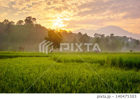 Terraced Rice Fields at Sunrise in Indonesia. Beautiful panoramic view of terraced rice fields surrounded by lush tropical greenery and palm trees Terraced Rice Fields at Sunrise in Indonesia. Beautiful panoramic view of terraced rice fields surrounded by lush tropical greenery and palm trees 140475383
