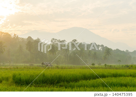 Terraced Rice Fields at Sunrise in Indonesia. Beautiful panoramic view of terraced rice fields surrounded by lush tropical greenery and palm trees Terraced Rice Fields at Sunrise in Indonesia. Beautiful panoramic view of terraced rice fields surrounded by lush tropical greenery and palm trees 140475395