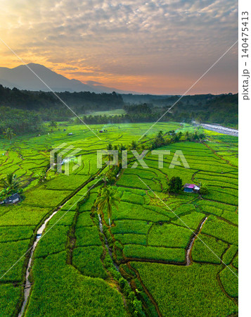 Terraced Rice Fields at Sunrise in Indonesia. Beautiful panoramic view of terraced rice fields surrounded by lush tropical greenery and palm trees Terraced Rice Fields at Sunrise in Indonesia. Beautiful panoramic view of terraced rice fields surrounded by lush tropical greenery and palm trees 140475413