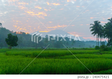 Terraced Rice Fields at Sunrise in Indonesia. Beautiful panoramic view of terraced rice fields surrounded by lush tropical greenery and palm trees Terraced Rice Fields at Sunrise in Indonesia. Beautiful panoramic view of terraced rice fields surrounded by lush tropical greenery and palm trees 140475421