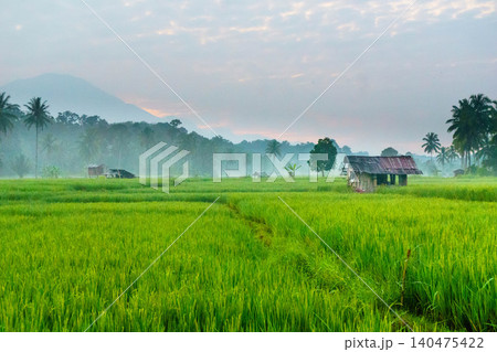 Terraced Rice Fields at Sunrise in Indonesia. Beautiful panoramic view of terraced rice fields surrounded by lush tropical greenery and palm trees 140475422