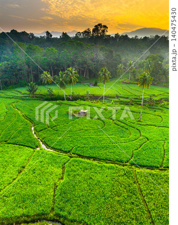 Terraced Rice Fields at Sunrise in Indonesia. Beautiful panoramic view of terraced rice fields surrounded by lush tropical greenery and palm trees 140475430