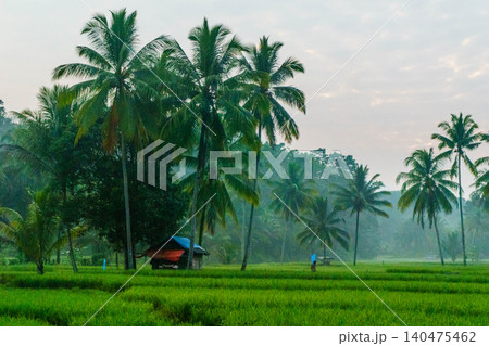 Terraced Rice Fields at Sunrise in Indonesia. Beautiful panoramic view of terraced rice fields surrounded by lush tropical greenery and palm trees Terraced Rice Fields at Sunrise in Indonesia. Beautiful panoramic view of terraced rice fields surrounded by lush tropical greenery and palm trees 140475462