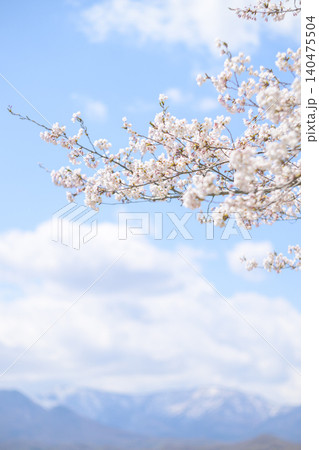 雪が残る山脈と桜を眺める 雪が残る山脈と桜を眺める 140475504
