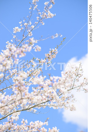 満開の桜と青空(オールドレンズ撮影) 満開の桜と青空(オールドレンズ撮影) 140475506