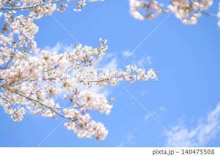 満開の桜と青空(オールドレンズ撮影) 満開の桜と青空(オールドレンズ撮影) 140475508