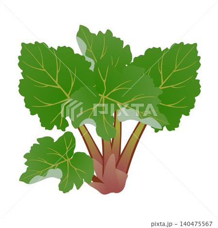 Rhubarb bush with green leaves on a white background. 140475567