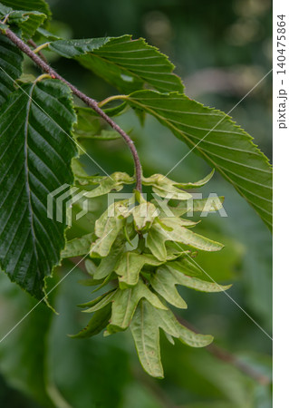 Detailed view of Carpinus betulus showing cluster of unique green seed capsules among lush leaves in a natural setting during summer Detailed view of Carpinus betulus showing cluster of unique green seed capsules among lush leaves in a natural setting during summer 140475864