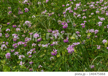Bright purple and pink flowers of Securigera varia Crownvetch blooming in a lush green meadow during a sunny afternoon in spring Bright purple and pink flowers of Securigera varia Crownvetch blooming in a lush green meadow during a sunny afternoon in spring 140475868