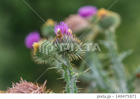 Spear thistle blooms exhibiting vibrant purple flowers with a bee visiting during a sunny afternoon in a natural meadow setting Spear thistle blooms exhibiting vibrant purple flowers with a bee visiting during a sunny afternoon in a natural meadow setting 140475871