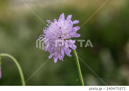 Knautia arvensis displays delicate purple flowers in a natural landscape during sunny summer days outdoors Knautia arvensis displays delicate purple flowers in a natural landscape during sunny summer days outdoors 140475872