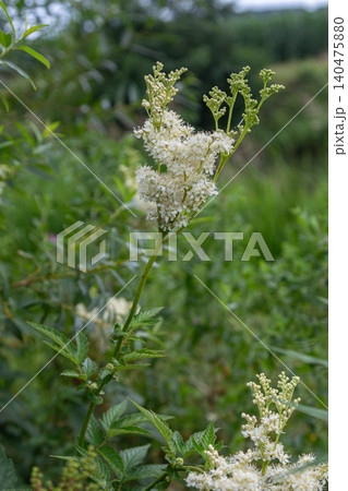 Delicate white flowers of Filipendula ulmaria blooming in a lush meadow during late spring at the edge of a serene woodland 140475880