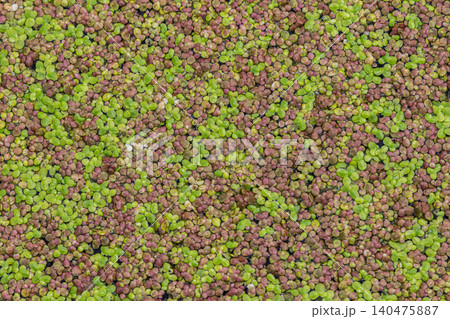 Floating carpet of common duckweed covers still water body during sunny afternoon showcasing rich biodiversity and aquatic life 140475887