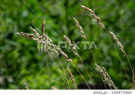 Orchard grass growing in a field during summer shows dense inflorescences swaying in the wind under bright sunlight Orchard grass growing in a field during summer shows dense inflorescences swaying in the wind under bright sunlight 140475904