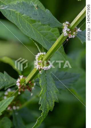 Mint plant with purple whorls blooms in the field during the day 140475906