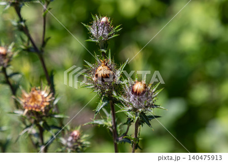 Carlina vulgaris grows in a sunny area with spiny flowers and green foliage around in the afternoon light during summer months in a natural setting 140475913