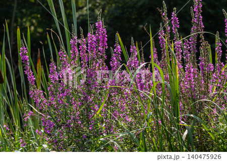 Vibrant purple loosestrife blooms flourish among tall grasses during a sunny afternoon in a serene wetland environment Vibrant purple loosestrife blooms flourish among tall grasses during a sunny afternoon in a serene wetland environment 140475926
