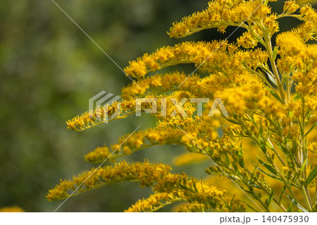 Canadian goldenrod blooms in a field during late summer showcasing yellow plumes against a green background Canadian goldenrod blooms in a field during late summer showcasing yellow plumes against a green background 140475930