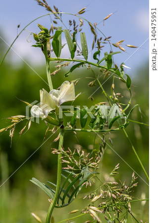 Fine-leaved vetch Vicia tenuifolia showcasing delicate flowers and slender foliage in a lush green landscape during spring Fine-leaved vetch Vicia tenuifolia showcasing delicate flowers and slender foliage in a lush green landscape during spring 140475951