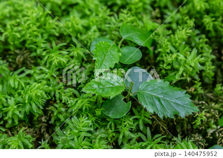 Exploration of Carpinus betulus leaves amidst lush green moss in a tranquil forest setting during early spring Exploration of Carpinus betulus leaves amidst lush green moss in a tranquil forest setting during early spring 140475952