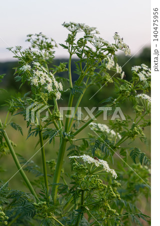 Poison hemlock growing in a field displaying white umbel flower clusters against a serene landscape at dusk Poison hemlock growing in a field displaying white umbel flower clusters against a serene landscape at dusk 140475956