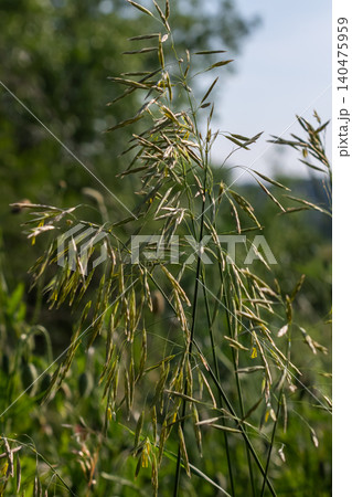 Bromus grass thrives in a lush green meadow under the warm sunlight of a clear afternoon sky Bromus grass thrives in a lush green meadow under the warm sunlight of a clear afternoon sky 140475959