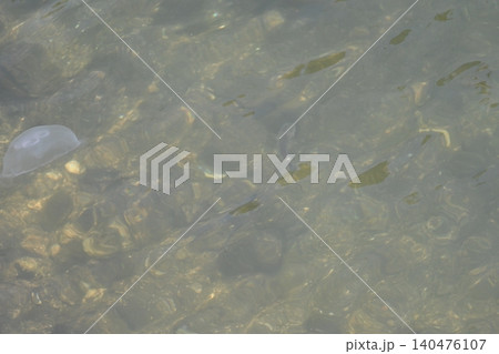 クラゲ 140476107