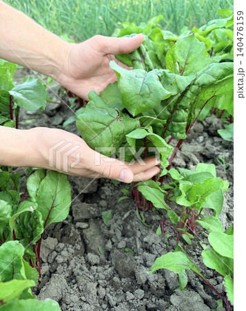 a gardener's hands examine the lush leaves of beets in a garden bed a gardener's hands examine the lush leaves of beets in a garden bed 140476159
