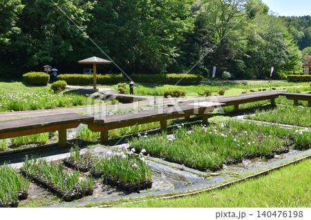 岐阜県百年公園花菖蒲園 岐阜県百年公園花菖蒲園 140476198