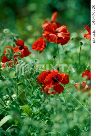 Nature, spring and poppies in calm field with natural landscape, morning blossom and floral zen. Growth, peace and red flower bush with green backyard garden, countryside and sustainable environment. Nature, spring and poppies in calm field with natural landscape, morning blossom and floral zen. Growth, peace and red flower bush with green backyard garden, countryside and sustainable environment. 140476320