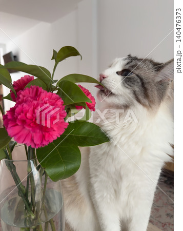 Male Ragdoll Cat Licking Leaf of Pink Carnation Bouquet in Glass Vase Indoors 140476373