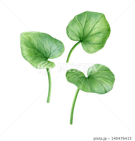 Watercolor botanical set with lesser celandine leaves in delicate hand-painted style. Spring floral elements for patterns, stationery, fabric, wallpaper and packaging design. 140476415