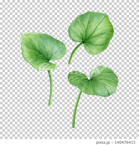 Watercolor botanical set with lesser celandine leaves in delicate hand-painted style. Spring floral elements for patterns, stationery, fabric, wallpaper and packaging design. Watercolor botanical set with lesser celandine leaves in delicate hand-painted style. Spring floral elements for patterns, stationery, fabric, wallpaper and packaging design. 140476415