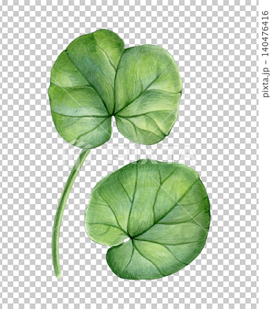 Watercolor botanical set with lesser celandine leaves in delicate hand-painted style. Spring floral elements for patterns, stationery, fabric, wallpaper and packaging design. Watercolor botanical set with lesser celandine leaves in delicate hand-painted style. Spring floral elements for patterns, stationery, fabric, wallpaper and packaging design. 140476416