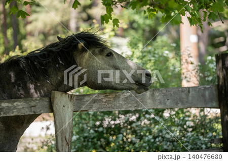 A dark horse relaxes with its head resting on an old wooden fence, framed by green leaves and soft natural light in a peaceful outdoor garden setting A dark horse relaxes with its head resting on an old wooden fence, framed by green leaves and soft natural light in a peaceful outdoor garden setting 140476680