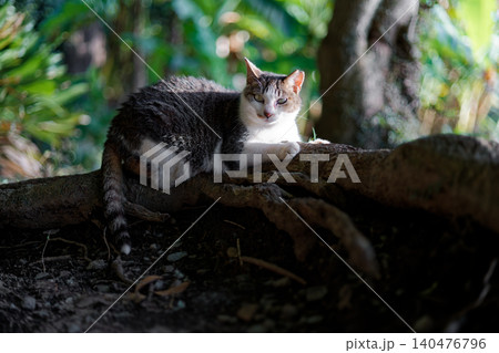 毛が逆立ってギザギザなキジトラ柄の野良猫 140476796