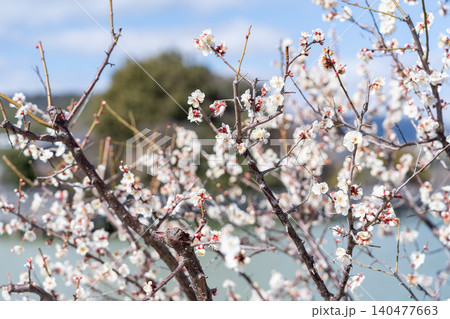 長岡天満宮の桜 長岡天満宮の桜 140477663