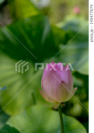 蓮の花、清浄なる花 蓮の花、清浄なる花 140477674