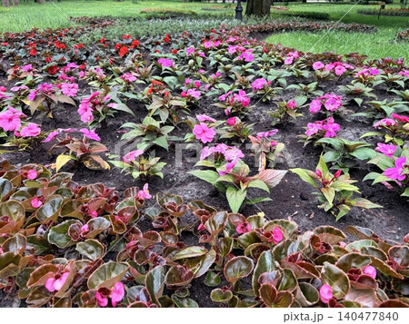 A vibrant, meticulously planted flower bed in a public park or garden. The landscaped bed is surrounded by a lush green lawn A vibrant, meticulously planted flower bed in a public park or garden. The landscaped bed is surrounded by a lush green lawn 140477840