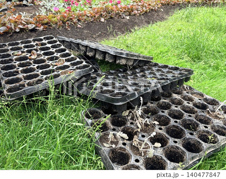 a gardening or landscaping scene featuring several black plastic seedling trays scattered on a patch of green grass. 140477847