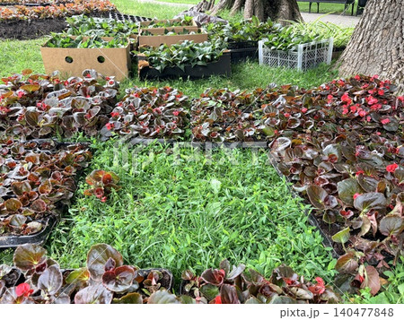 a staging area for a landscaping project, featuring numerous trays of bedding plants arranged on a grassy lawn a staging area for a landscaping project, featuring numerous trays of bedding plants arranged on a grassy lawn 140477848