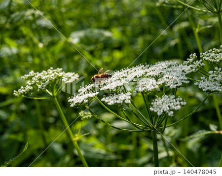 Honey bee on white ground elder flower umbel in golden sunset backlight. Honey bee on white ground elder flower umbel in golden sunset backlight. 140478045